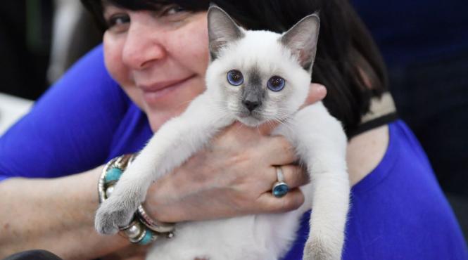 facturi uriase veterinar solutia apeleaza tot mai multi romani