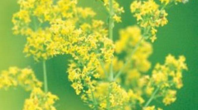 sanziene planta minune flora romania bunici folosesc sute ani