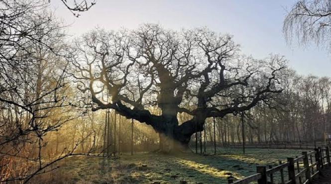 monument viu anglia stejarul ascuns robin hood disparitie