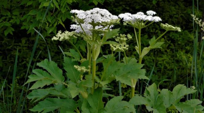 sapte plante comune niciodata fara manusi