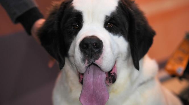 saint bernard cainii simbol ai alpilor muzeu
