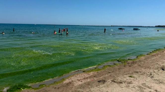 litoral alge apele romane fenomen natural