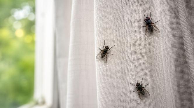 muste invadeaza casa metode eliminare
