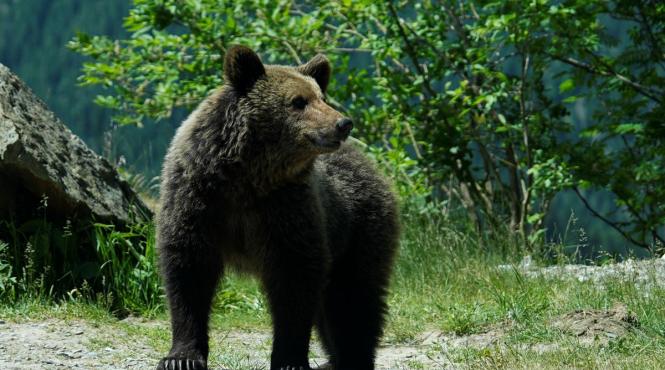 grup de turisti polonezi intampinat de urs in romania