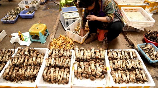 ciuperca misterioasa china efecte halucinogene descoperit cercetatorii