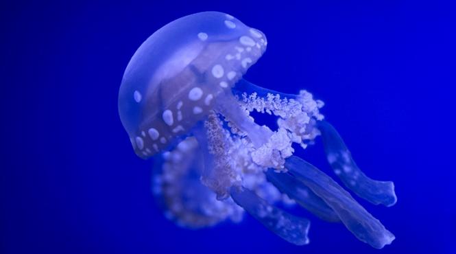 meduzele transformare vacanta cosmar specii periculoase