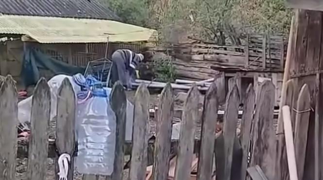 un batran a ucis o pisica acum este cercetat penal