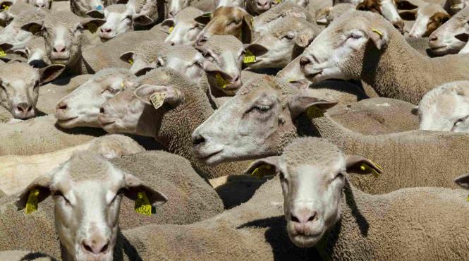 masuri urgenta activate toata tara nou virus ferme romania
