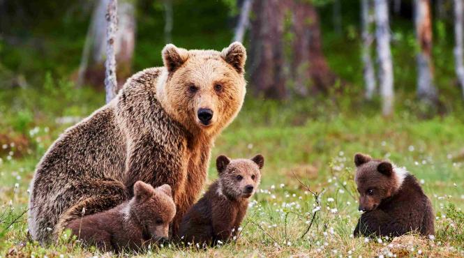 poiana brasov ursoaica eutanasiata siguranta publica