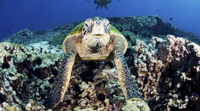 limbaj secret animale cum vorbesc intre ele specii diferite coopereze
