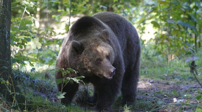 transfer ursi zarnesti franta parc animalier sainte croix
