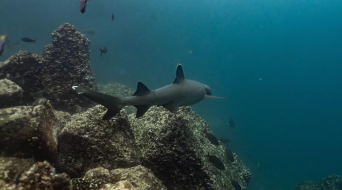 descoperire galapagos reaparut rechin disparut peste doua decenii