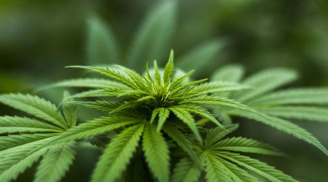 marijuana somn canabis consumatori