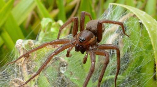 Mouse-sized spiders have invaded Britain after thousands of spiders were released from the zoo: 'We are so happy'