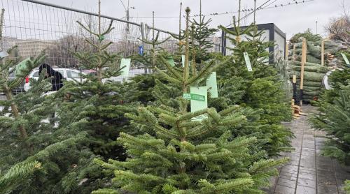 Brazii de Crăciun din Danemarca au invadat piețele din București. Cât costă anul acesta?