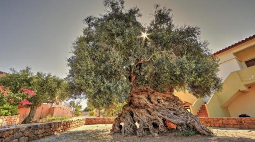 Într un sat liniștit din Creta, un măslin cu o vechime cuprinsă între 2.000 și 4.000 de ani continuă să producă frunze noi și măsline 