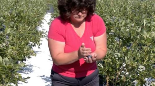 Afacere de succes cu o plantație atipică: O familie întoarsă din Germania face profit cu o livadă de afine la ghiveci în Rădești