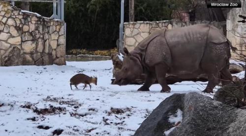 O căprioară minusculă se ia la bătaie cu un rinocer de 2 tone, la un zoo din Polonia. O filmare arată cine a învins