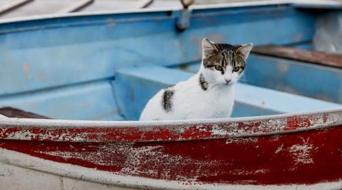 O insulă pitorească din Grecia oferă cazare și o masă gratuită pe zi celor care îngrijesc pisicile fără stăpân