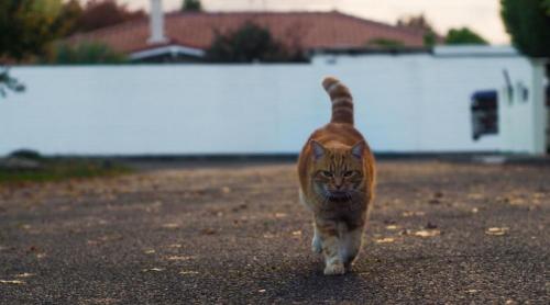 Un motan pierdut în Spania s a întors singur acasă, în Franța, după ce a călătorit singur luni de zile