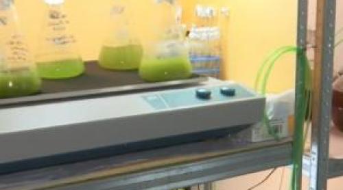 "Aurul verde" al României, crescut în laborator: deja folosit în creme, ar putea revoluționa și agricultura