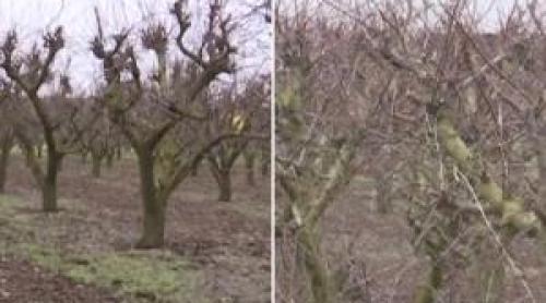 Cum vine statul în ajutorul fermierilor afectați de îngheț. Pomicultor: "Recolta a fost compromisă total"