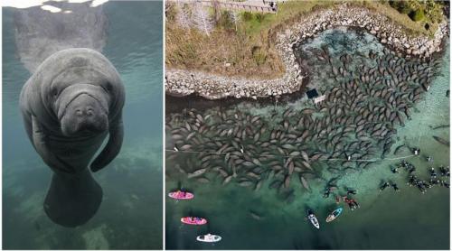 Lamantinii nu mai pot de frig și s au retras în masă într o zonă cu izvoare termale din Florida. Imagini tulburătoare filmate cu drona