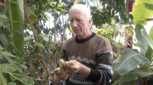 Nea Nelu crește pomi fructiferi exotici lângă cetatea Alba Carolina: Culege și iarna banane, portocale și papaya. Vecin: „E fenomenal”