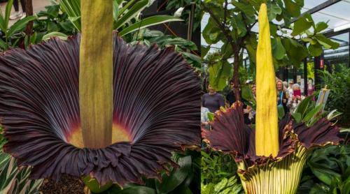 Țara care a devenit destinația mondială a „florii cadavru” cu miros de putregai: Are sute de Titan Arum, cea mai mare colecție din lume