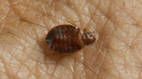 Turist, atacat de ploşniţe la cazare de 4 stele, renovată cu bani UE. A avut o reacţie alergică