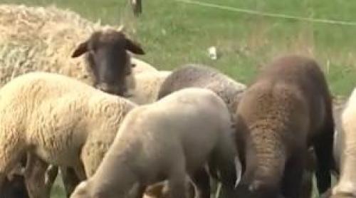 Carnea care ia locul mielului pe masa de Paşte. Costă la fel, dar e mai sănătoasă