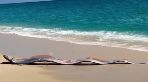 După ce doi „pești ai Apocalipsei” au eșuat simultan în fața a două turiste americane, cresc temerile privind un dezastru iminent