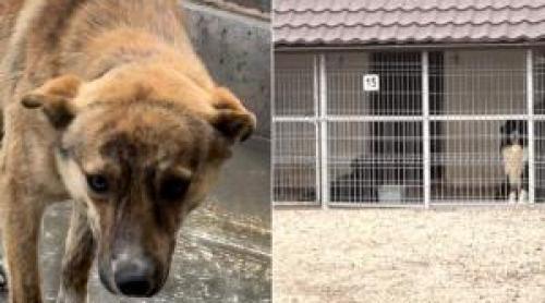 Lagăre de exterminare pe bani publici. O femeie şi a recuperat căţelul "traumatizat", înainte de eutanasiere