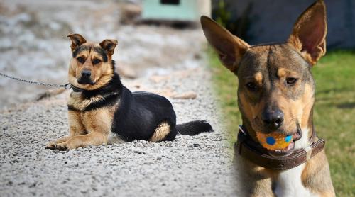 Proiect de lege: câinii nu vor mai putea fi legați la gard. Ce riscă stăpânii și când ar putea intra în vigoare noile reglementări