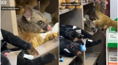 Surpriză pe aeroport. Un oposum s a ascuns printre jucăriile de pluș într un magazin și părea că se simte foarte bine acolo