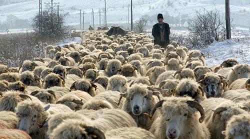 Transhumanța tocmai a intrat în patrimoniul UNESCO. Dar transhumanța, ca o proastă, tocmai a murit din cauza UE