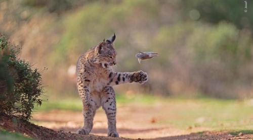 Un râs jucăuș câștigă marele premiu la concursul foto. A concurat cu ursuleți, vidre și alte animale surprinse în ipostaze unice