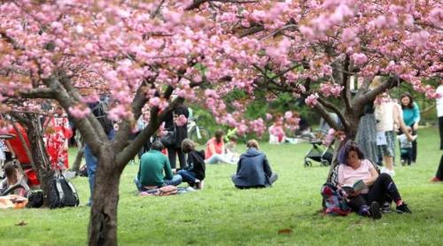 "Avem cea mai mare Grădină Japoneză din Europa". Imagini spectaculoase din Herăstrău, unde Primăria a plantat 85 de cireşi japonezi