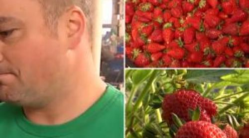 Cât costă primele căpşuni româneşti. Agricultorii vor să şi scoată investiţia: "Nu s pentru toate buzunarele"