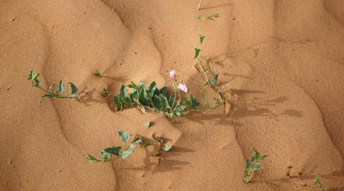 Cercetătorii chinezi au reușit să transforme nisipul din deșert în sol fertil, folosind cianobacterii, în doar 10 luni