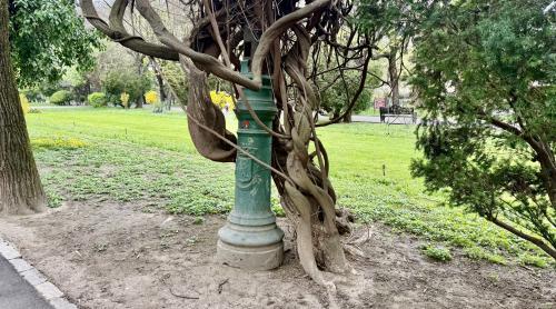 Fragmente de istorie pe aleile din Cișmigiu. Ce ascund stâlpii măcinați de vreme sub straturile de vopsea: „Este un miracol”