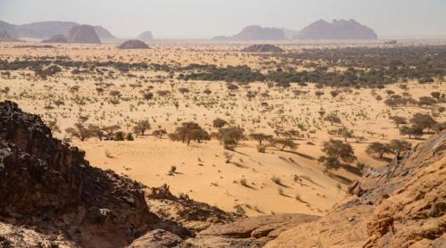 Au tot plantat copaci în Sahara și au eșuat. Apoi au eliberat 500 de țestoase, iar deșertul a înverzit, vizibil chiar și din satelit