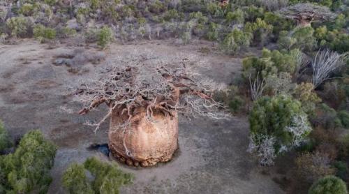 Cel mai mare baobab din Madagascar este pe moarte. Cum arată copacul sacru Tsitakakantsa, la vârsta de 1.200 de ani