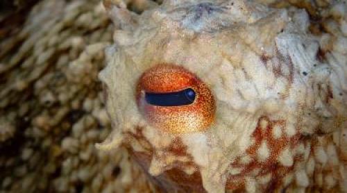 Creatura surprinzătoare care domina oceanele acum 100 de milioane de ani. Descoperirea care rescrie istoria