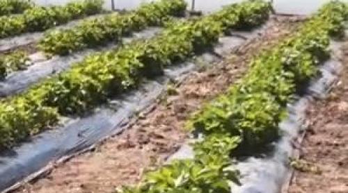 Fermierul care a dat lovitura cu un fruct unic în România. Se vinde cu 30$ bucata în ţara de origine
