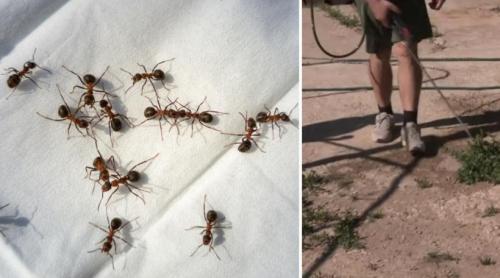 Invazie de furnici în satele de lângă Oradea: "Se caţără peste tot, au intrat şi în case". Oamenii au cerut ajutorul autorităţilor