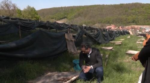 Povestea de succes a familiei din Bihor care produce „aur lichid”. Ferma deschisă cu un buget mic, care aduce profit în viteză