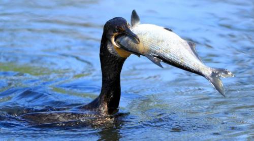 Ultimele zile ale cormoranului: 10 țări, printre care și România, cer UE împușcarea acestor păsări pe motiv că mănâncă prea mult pește