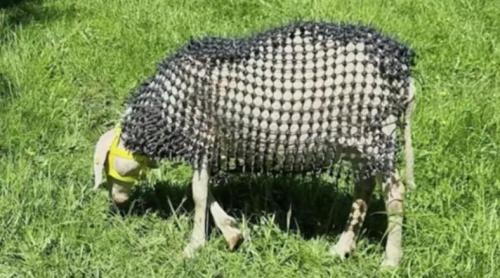 Un fermier din Austria și a îmbrăcat oile în armură ca să le apere de lupi: „Să poată trăi liber împreună”