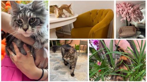 Am fost la singura cafenea cu pisici Maine Coon din România. Tocmai s a deschis în București: Cum ajungi, reguli și prețurile din meniu